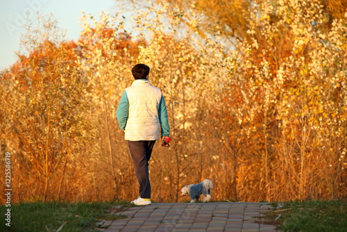 An elderly lady walks with her dog along the alleys of an autumn park. Free time for relaxation and caring for a pet. Active old age in communication with animals