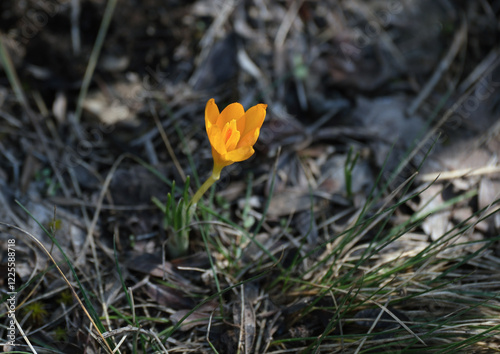 Crocus ancyrensis, known as the Ankara crocus (Ankara çiğdemi). Crocus ancyrensis is endemic to North and Central Turkiye. It's harbinger of spring for Anatolia. 