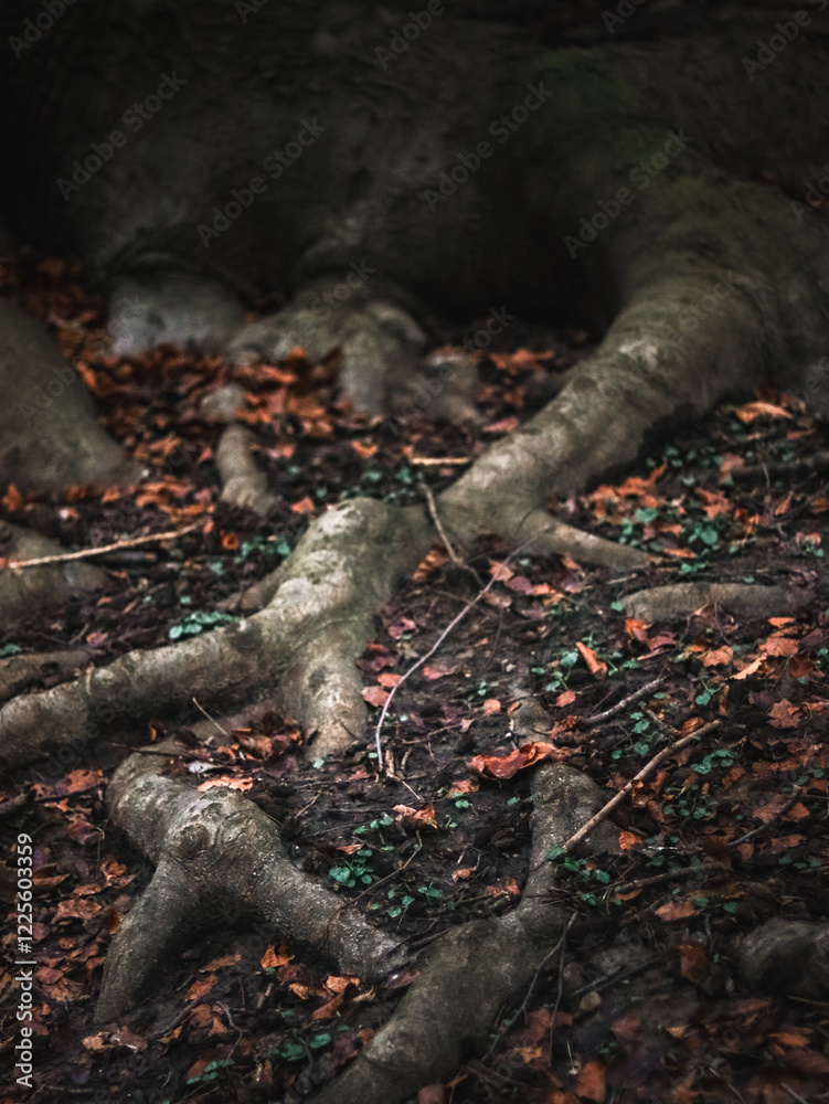 Fototapeta premium Tree roots intertwined on the forest floor