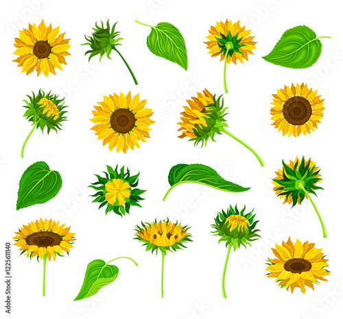 Sunflower Field Crop with Stem and Leaf Vector Set