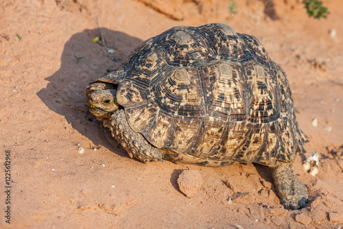 South Africa, Botswana, Kgalagadi Transfrontier Park, Leopard tortoise (Stigmochelys pardalis) photo