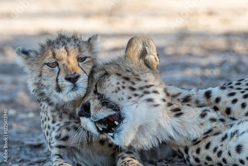 South Africa, Botswana, Kgalagadi Transfrontier Park, Cheetah (Acinonyx jubatus), female and cub