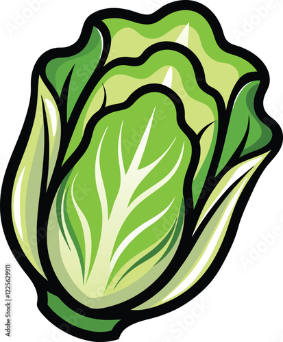 Fresh Napa Cabbage Illustration