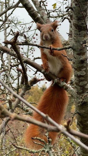 Red squirrel sitting on a tree cute 