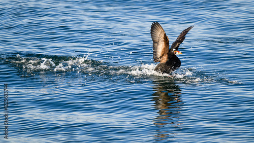 Adult male surf scoter melanitta perspicillata landing with wings raised in water photo