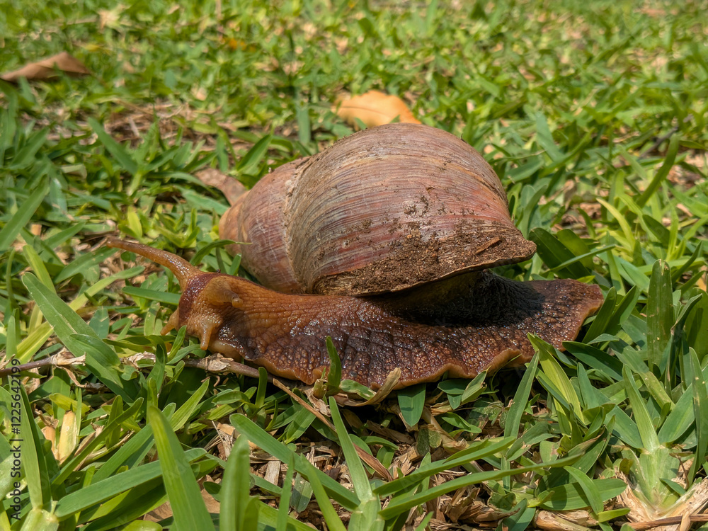 A large land snail is moving across bright green grass under the sun, showcasing its textured shell and slimy body in this natural environment typical for these creatures.