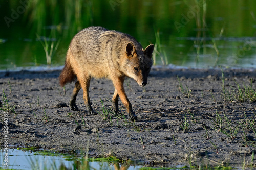 Goldschakal - Donaudelta, Rumänien // Golden jackal - Danube Delta, Romania (Canis aureus moreoticus)  photo