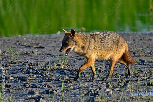 Wallpaper Mural Goldschakal - Donaudelta, Rumänien // Golden jackal - Danube Delta, Romania (Canis aureus moreoticus)  Torontodigital.ca