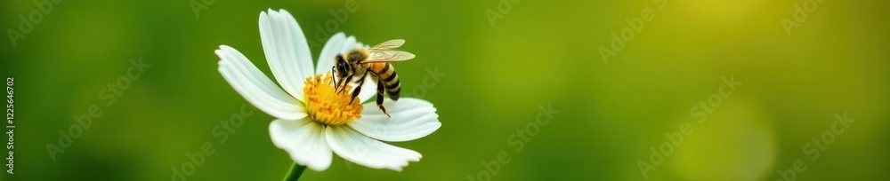 Wild bee collecting pollen from a single white flower, wild, nature Wild bee collecting pollen from a single white flower, wild, nature