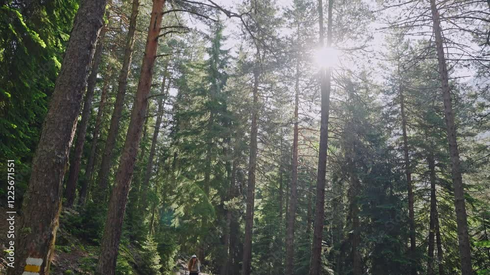 Woman hiking in forest with backpack. Female hiker walks along trail through pine trees in mountains. Active lifestyle, nature exploration in summer. Young girl enjoying trekking adventure outdoors. Woman hiking in forest with backpack. Female hiker walks along trail through pine trees in mountains. Active lifestyle, nature exploration in summer. Young girl enjoying trekking adventure outdoors.