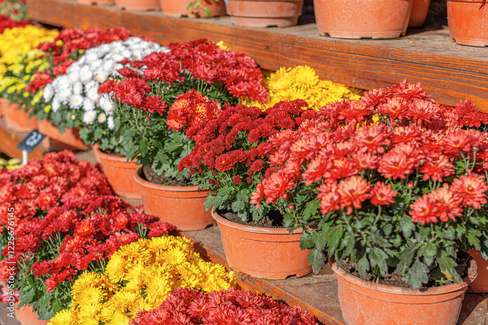 A beautiful assortment of chrysanthemums in red, yellow, and white colors is displayed in terracotta pots on wooden shelves. The vibrant flowers are bathed in sunlight.