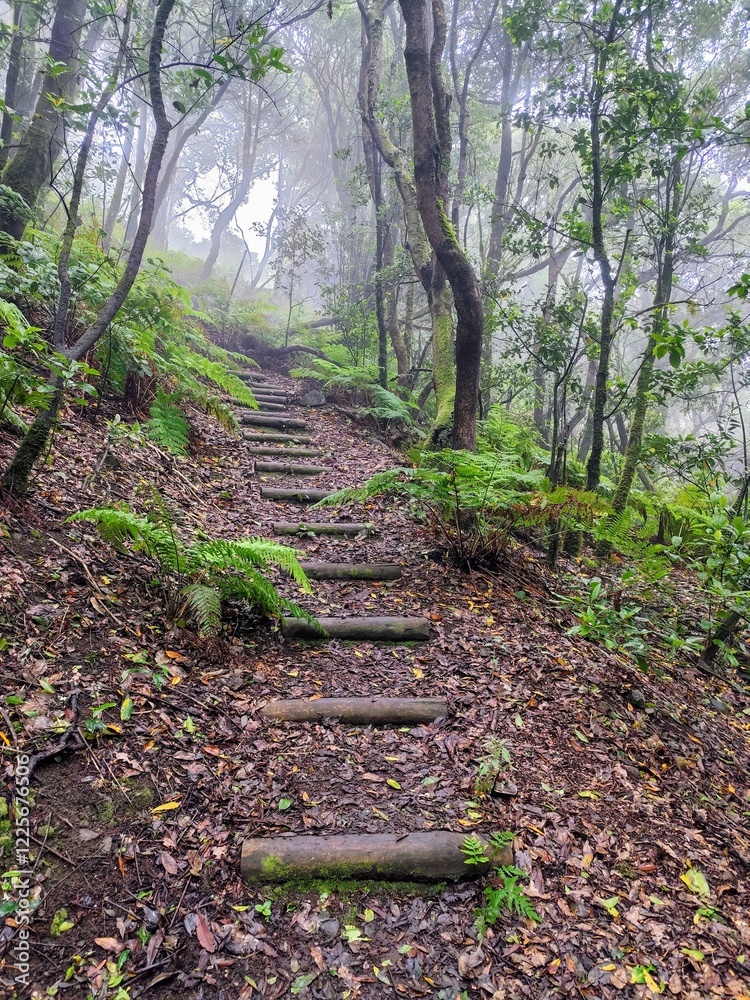 Fototapeta premium Mystical path leading up to the enchanted laurel forest of the Anaga mountains. The lush greenery stands in dramatic contrast with the foggy air which creates a vibrant atmosphere.