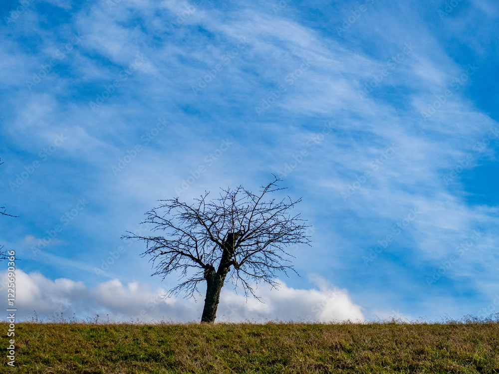 Obraz premium Obstbäume im Winter