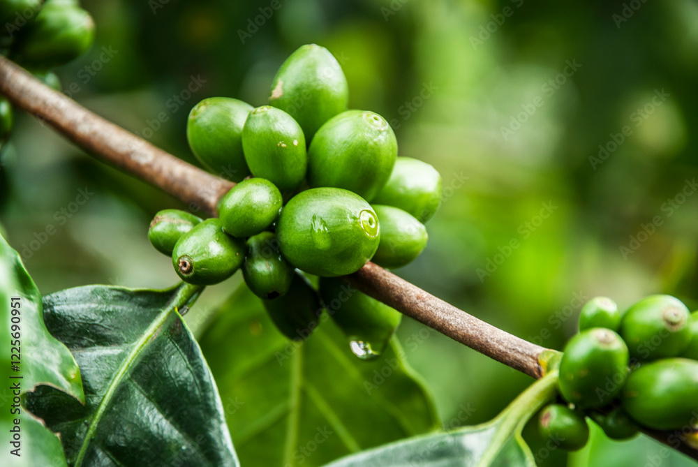 Coffee beans still green on the coffee tree. Coffee beans still green on the coffee tree.