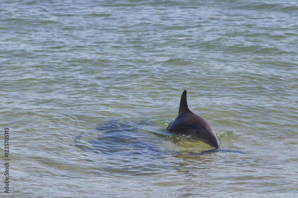 Obraz premium Wild Dolphin Swimming in Shallow Clear Water, Marine Mammal in Natural Habitat, Aquatic Wildlife in Ocean, Playful Sea Animal in Coastal Waters