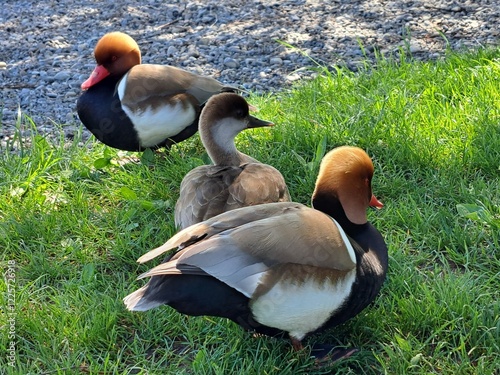 Ducks on the shore of the lake. Switzerland lake on the background of mountains with wild ducks. 
