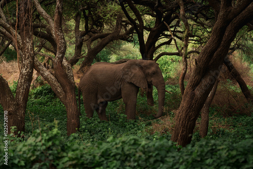 Majestic elephant navigating dense vegetation in an african forest, showcasing wildlife in its natural habitat