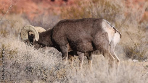 Desert Bighorn Sheep Ram in the Valley of Fire State Park Nevada in Winter