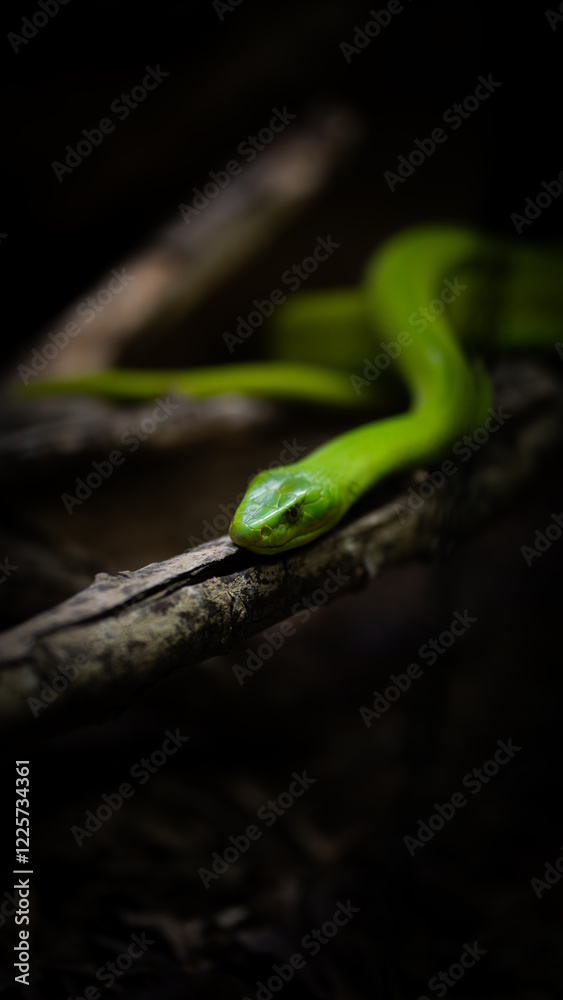 Serpiente en la selva Serpiente en la selva
