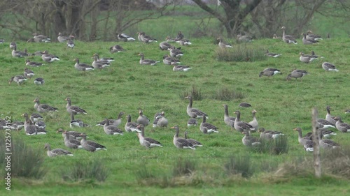 groupe d'oie cendrée (anser anser) dans une prairie