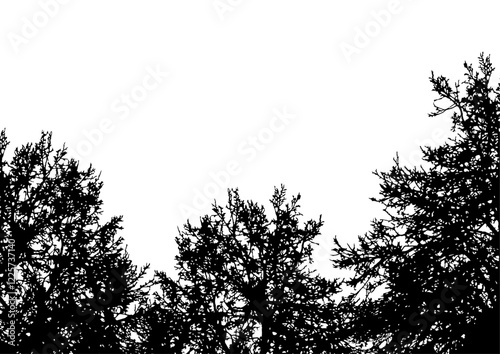 Silhouettes of tree crowns on a white background with space for text