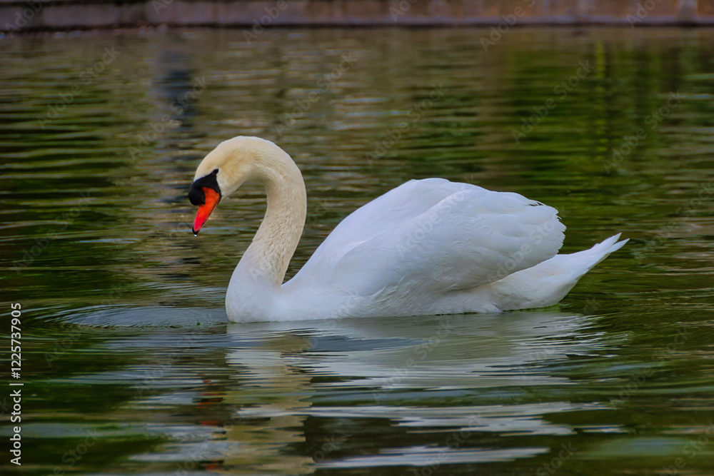 Fototapeta premium A lonely white swan swimming in the waters of a pond.