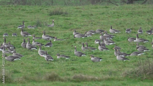 groupe d'oie cendrée (anser anser) se nourrissant dans une prairie