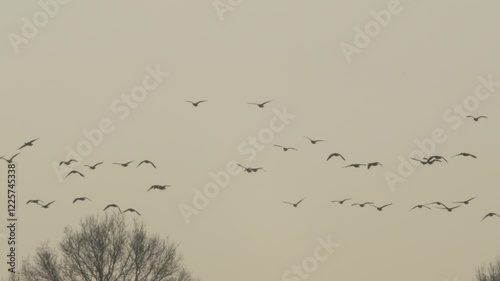 vol d'oie cendrée (anser anser) en contre jour