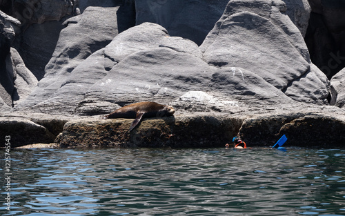 Sea Lion near Loreto, Mexico photo