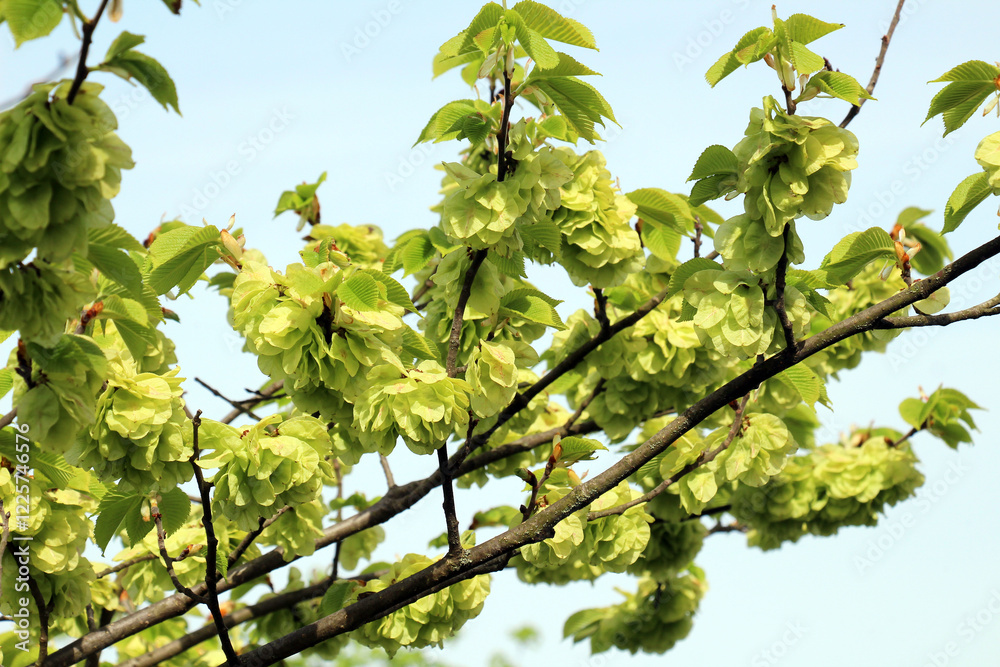 Elm (Ulmus glabra) twig with leaves and flowers Elm (Ulmus glabra) twig with leaves and flowers