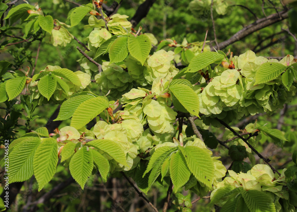 Elm (Ulmus glabra) twig with leaves and flowers Elm (Ulmus glabra) twig with leaves and flowers