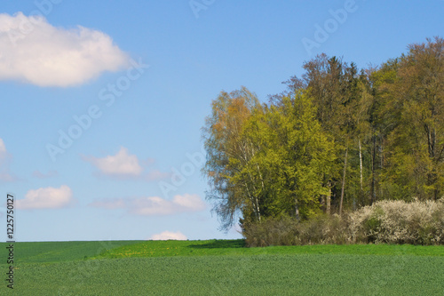 Wald und Felder im Frühling mit blühender Schlehenhecke