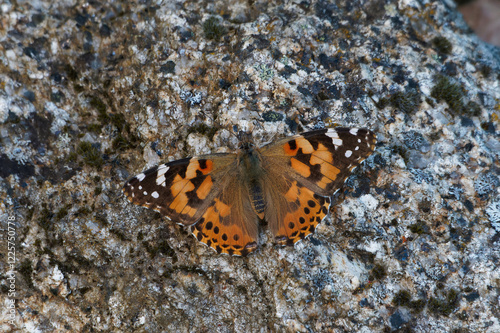 Distelfalter mit ausgebreiteten Flügeln auf einem Granitfelsen