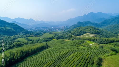 Aerial view of tea farm landscape in China