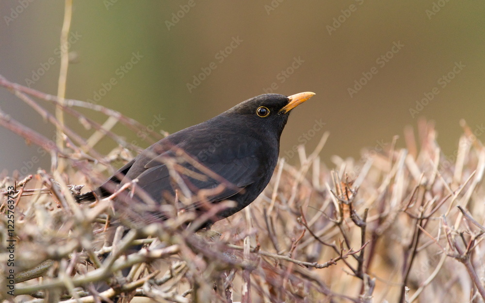 Eurasian blackbird aka The common blackbird or Turdus merula perched on the bush. Eurasian blackbird aka The common blackbird or Turdus merula perched on the bush.