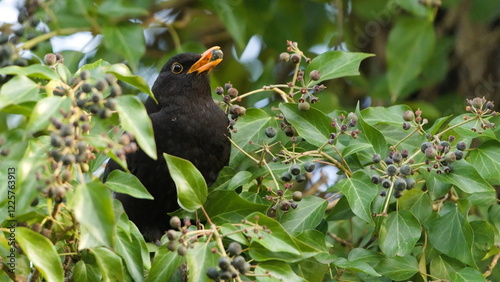 Eurasian blackbird aka The common blackbird or Turdus merula perched on the ivy bush eating berries.