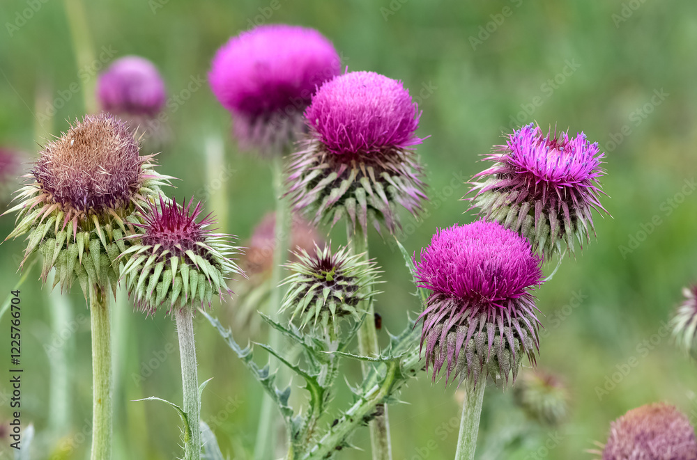 natural thorns, purple flowering thorn photos natural thorns, purple flowering thorn photos