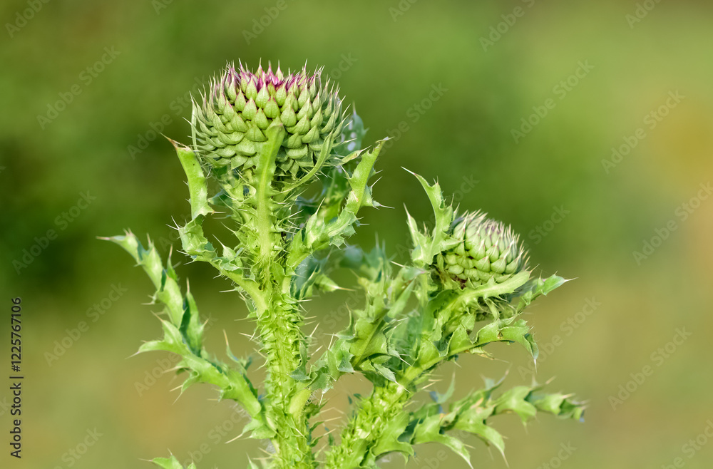 natural thorns, purple flowering thorn photos natural thorns, purple flowering thorn photos