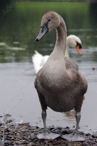 Fototapeta Naklejka Na Ścianę i Meble -  young swan standing by lake with white swan behind