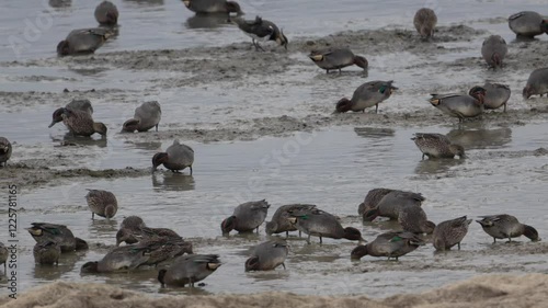 gros plan de sarcelle d'hiver (anas crecca) en train de se nourrir dans la vase