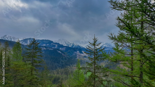 Coniferous trees in the foreground, rocky mountains covered in snow in the background