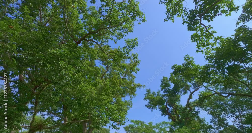 large and tall teak forest bathed in sunlight, with tall, slender trees reaching toward the sky. The soft rays of light filtering through the branches create a serene and enchanting woodland large and tall teak forest bathed in sunlight, with tall, slender trees reaching toward the sky. The soft rays of light filtering through the branches create a serene and enchanting woodland