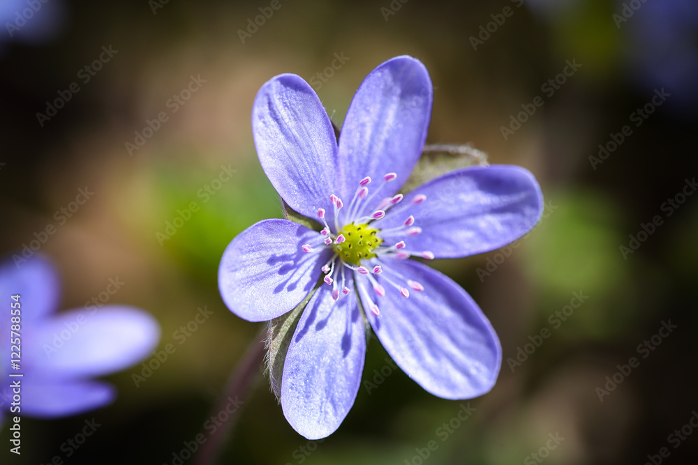 Fantastic view of round-lobed hepatica flower.