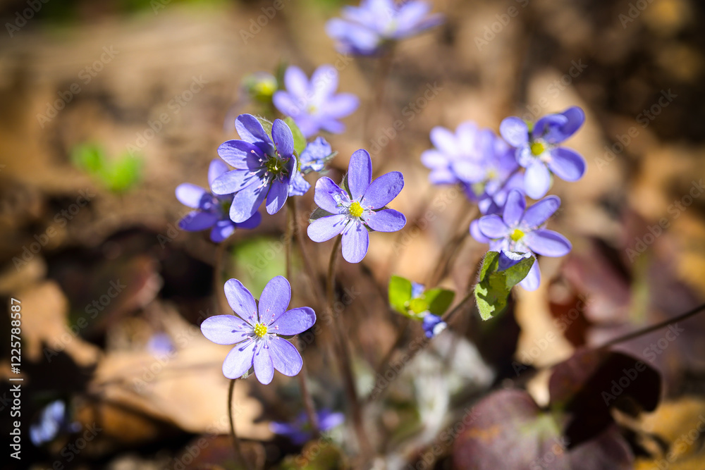 Breathtaking view of round-lobed hepatica flower.