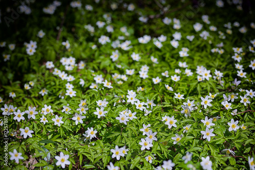 Fabulous white anemone flowers background.