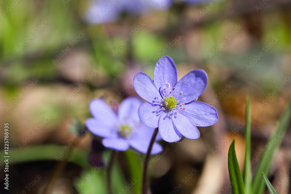 Fantastic view of round-lobed hepatica flower.