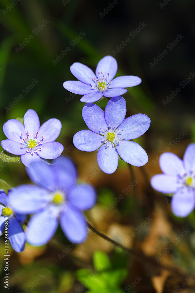 Fabulous view of round-lobed hepatica flower.