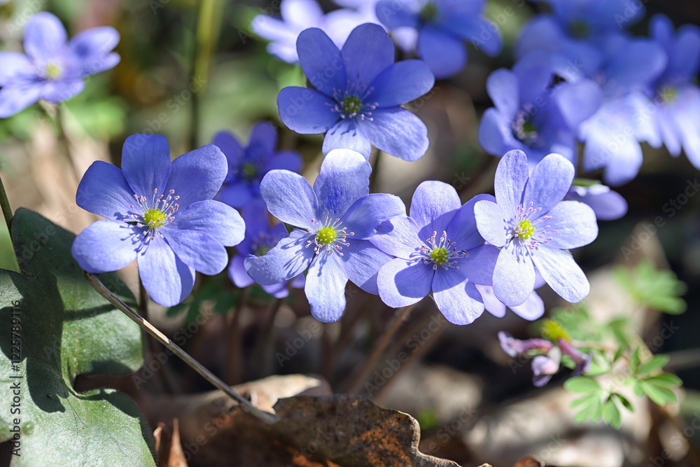 Fabulous view of round-lobed hepatica flower.