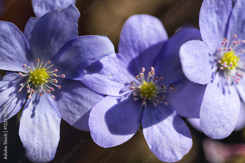 Fabulous view of round-lobed hepatica flower.