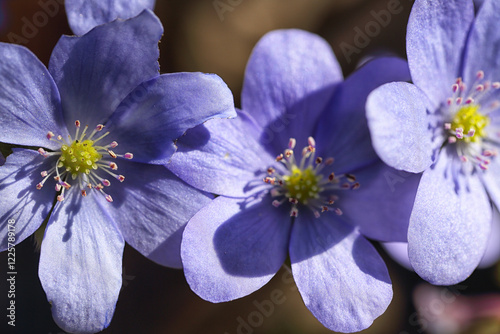 Obraz na płótnie Fabulous view of round-lobed hepatica flower. w salonie